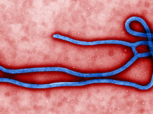 sociedad/20260518/presidente-sudafrica-pide-actuar-forma-decisiva-evitar-mayor-crisis-regional-ebola_418714