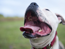 sociedad/20260401/evoluciona-favorablemente-bebe-hospitalizado-mordido-perro-murcia_402336