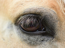 espana/galicia/20260809/muere-persona-caer-caballo-camino-tierra-verin_448051