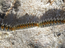 sociedad/20260226/temporada-procesionaria-como-proteger-perro-esta-peligrosa-oruga-cns_389808