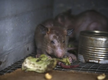 sociedad/20260507/hantavirus-covid-otras-zoonosis-enfermedades-saltan-animales-humanos-cns_415222