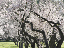 espana/andalucia/malaga/20260301/campo-malagueno-viste-gala-ruta-floracion-almendro-ocho-pueblos-provincia_389703