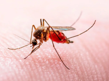 espana/la-voz-de-cordoba/provincia/20260520/diputacion-cordoba-destina-300000-euros-plan-provincial-contra-virus-nilo_419767