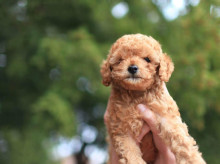 espana/galicia/20260522/fiebre-caniches-dispara-galicia-nigran-celebra-canichada-record-250-perros_420346