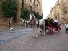 espana/la-voz-de-cordoba/actualidad/20260507/caballo-desbocado-arrolla-hombre-casco-historico-cordoba_415171