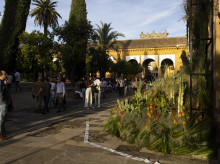 espana/la-voz-de-cordoba/actualidad/20260226/impacto-flora-provincia-cordoba-ultimo-ano-67-millones_389802