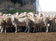 espana/castilla-la-mancha/20260422/devastacion-enfermedad-lengua-azul-continua-castilla-mancha-mientras-otras-ccaa-actuan_409903