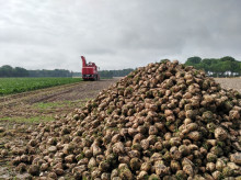 espana/castilla-y-leon/20260417/asaja-pide-amparo-junta-castilla-leon-ante-decision-azucarera-no-renovar-contratos-remolacheros_407968