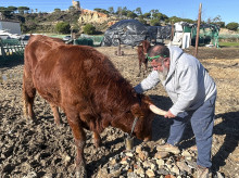 espana/andalucia/20261013/justicia-frena-sacrificio-dos-vacas-vecino-lepe-huelva-registro-como-mascotas_468998