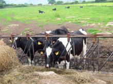 ciencia/20260521/experimento-cientifico-vacas-revela-inteligencia-social-desconocida_419970