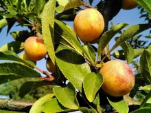 espana/galicia/20260226/mirabel-oro-amarillo-galicia-solo-puede-disfrutar-tres-semanas-ano_388379