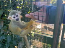 sociedad/20260226/asi-punch-espanol-mono-cantabro-criado-peluche-abandonado-madre_389650