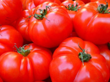 campo-y-caza/20260226/productores-tomate-piden-permiso-especial-gobierno-utilizar-fitosanitarios_389688