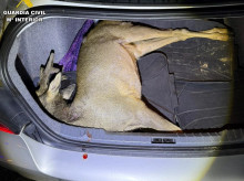 espana/castilla-y-leon/20260226/investigan-dos-hombres-encontrarles-corzo-recien-abatido-maletero-coche-salamanca_389874