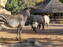 espana/comunidad-valenciana/20260227/bioparcvalencia-cumple-18-anos-como-modelo-exito-punto-encuentro-entre-conservacion-sociedad_390060