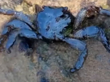 sociedad/20260227/vea-como-tailandia-lucha-contra-derrame-petroleo-amenaza-playas-turisticas_390085