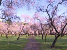 espana/madrid/20260228/florecen-almendros-parque-quinta-molinos_390620