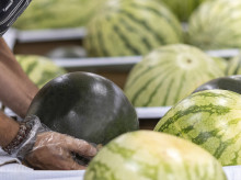 espana/comunidad-valenciana/20260301/mercadona-pone-venta-sandias-campana-2026-desde-este-mes-marzo-variedad-baja-semillas_390859