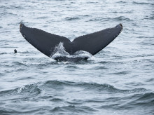 espana/galicia/20260301/aparece-coruna-cria-ballena-clavo-incrustado-boca_390879