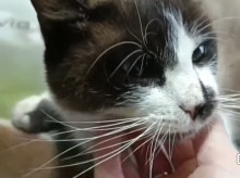 espana/andalucia/20260303/denuncian-disparos-contra-gatos-sabiote-esto-maltrato-consciente_391421