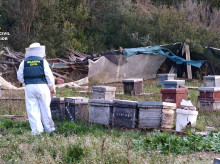 espana/comunidad-valenciana/20260308/detienen-hombre-robar-112-colmenas-abejas-varios-municipios-provincia-valencia_393419