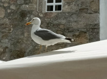 espana/galicia/20260310/detectan-nuevo-foco-gripe-aviar-aves-silvestres-redondela-pontevedra_394506