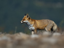 sociedad/sociedad-medio-ambiente/20260323/descubren-olor-vainilla-puede-hacer-depredadores-como-zorro-eviten-ciertos-alimentos_396484