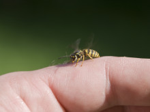 sociedad/20260323/picadura-casi-acabo-vida-asi-descubrio-daniel-tenia-mastocitosis_398846