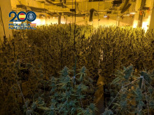 espana/comunidad-valenciana/20260327/cae-banda-albania-dedicada-cultivo-venta-marihuana-gran-escala-desde-valencia_400930