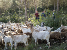 espana/comunidad-valenciana/20260327/diputacion-valencia-promueve-prevencion-incendios-traves-pastoreo-montitxelvo_401052