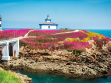 espana/galicia/20260505/cies-ons-esta-isla-gallega-viste-purpura-cada-primavera-todos-querran-fotografiar_404876