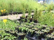 campo-y-caza/20260418/plantas-casi-no-hay-sequia-descubren-codigo-molecular-adaptarse-falta-agua_408251