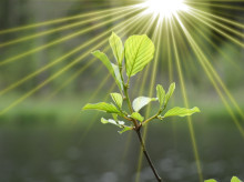 ciencia/20260420/estudio-revela-como-plantas-primitivas-sobrevivieron-gran-mortandad_408892