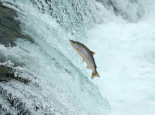 ciencia/20260421/estudio-demuestra-cocaina-agua-impulsa-salmones-desplazarse-12-kilometros_409215