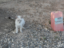 espana/comunidad-valenciana/20260421/diputacion-alicante-destina-700000-euros-combatir-mosquitos-controlar-colonias-felinas_409305