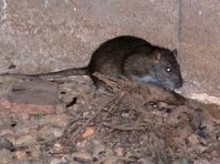 espana/comunidad-valenciana/20260424/desafio-superratas-comunidad-valenciana-cuando-veneno-deja-hacer-efecto_410214