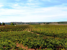 espana/castilla-y-leon/20260428/castilla-leon-resiste-crisis-vino-planta-13-parras-mientras-resto-espana-arranca_411339