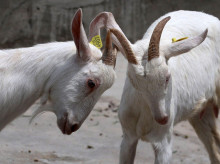 sociedad/sociedad-medio-ambiente/20260427/india-apuesta-cabras-suizas-impulsar-sector-lacteo_411499