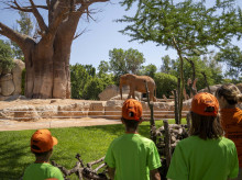 espana/comunidad-valenciana/20260428/bioparc-valencia-abre-este-martes-28-abril-plazo-inscripcion-expedicion-africa-verano_411717