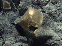 ciencia/20260512/cientificos-resuelven-misterio-huevo-dorado-hallado-2023-oceano-pacifico_411815