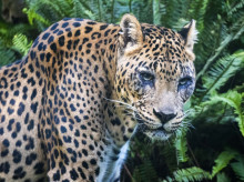 espana/comunidad-valenciana/20260505/bioparc-valencia-llora-muerte-negombo-emblematico-leopardo_414070