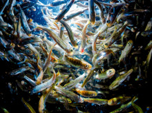 sociedad/sociedad-medio-ambiente/20260506/gobiernopide-informe-sobre-estado-salmon-estudiar-esta-peligro-extincion_414855