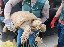 espana/la-voz-de-cordoba/actualidad/20260506/guardia-civil-investiga-cordoba-hombre-tener-tortuga-africana-protegida-35-kilos_414905