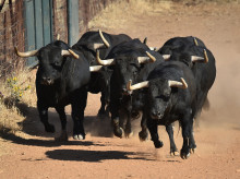 espana/castilla-la-mancha/20260522/toro-bravo-no-hay-campo-400-millones-10000-empleos-dependen-castilla-mancha_415155