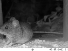 sociedad/20260507/colilargo-raton-silvestre-transmite-cepa-andina-hantavirus_415384