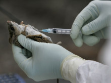 sociedad/20260517/mujeres-ingresadas-barcelona-alicante-contacto-hantavirus-fallecidas-podran-recibir-visitas_418425
