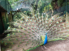 espana/galicia/20260608/mayor-parque-aves-espana-esta-galicia-viaje-entre-especies-cinco-continentes_419206