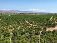 espana/andalucia/malaga/20260520/tsja-anula-expropiaciones-enclave-agricola-malaga-construir-macrodepuradora_419568