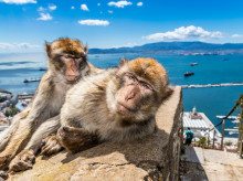 ciencia/20260522/curiosa-razon-cientifica-monos-gibraltar-comen-tierra_420378