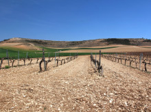espana/castilla-y-leon/20260523/ruta-vino-ribera-duero-alcance-todos-gracias-talleres-turisticos-inclusivos_420809